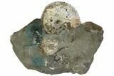 Fossil Ammonite (Hoploscaphites) - South Dakota #137287-1